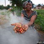 Culture de palmier en RDC: la production locale d’huile de palme ne couvre pas tous les besoins